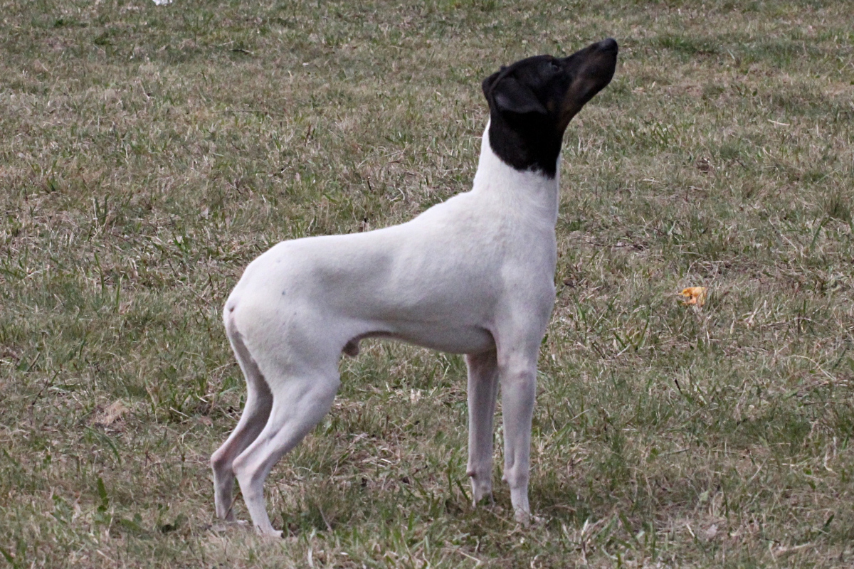 Rasa Japanese Terrier (Terrier japonez)