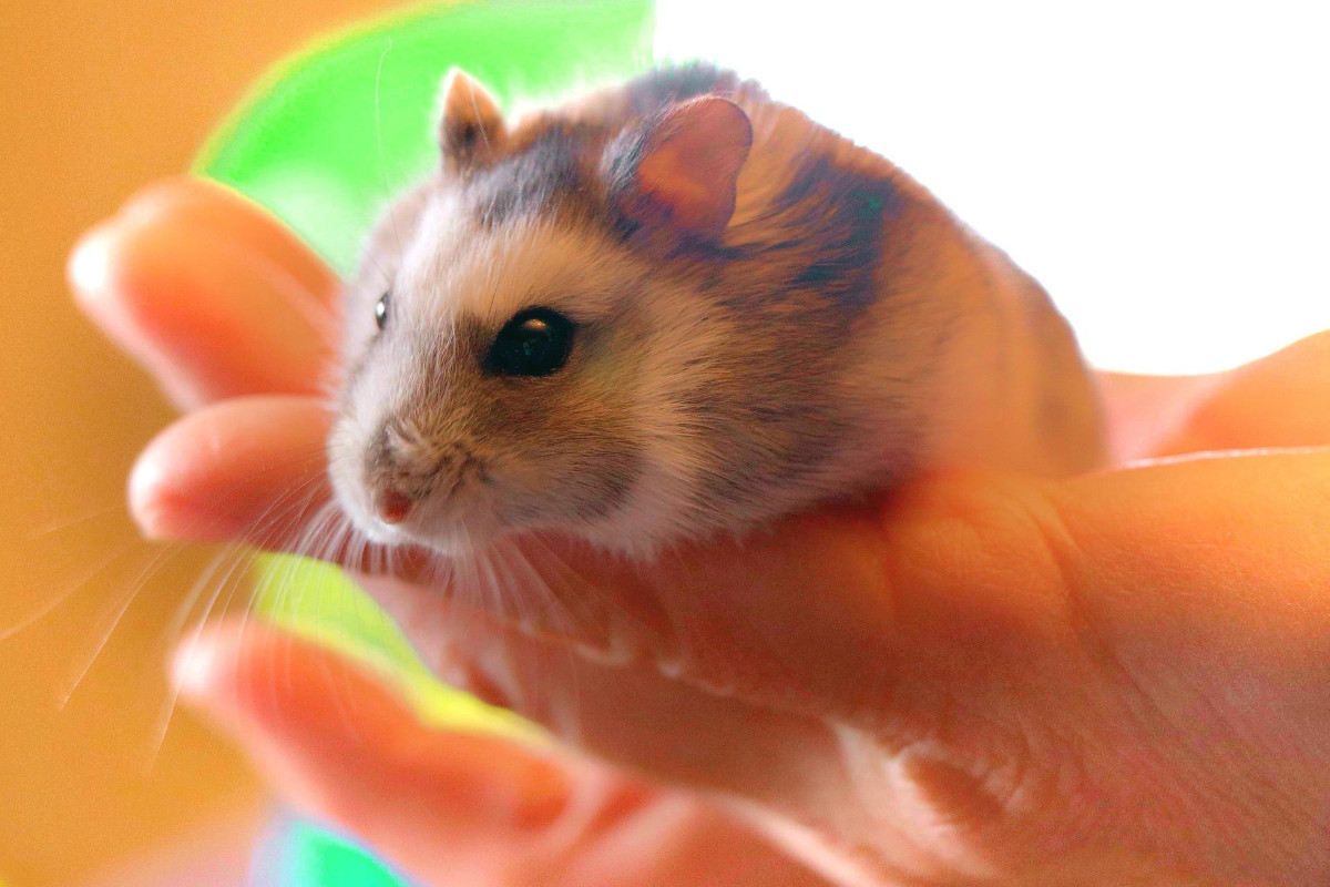 Fracturile la hamsteri