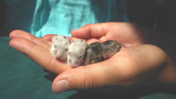 pui hamster