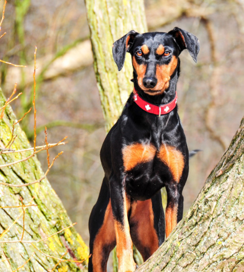 rasa pinscher german