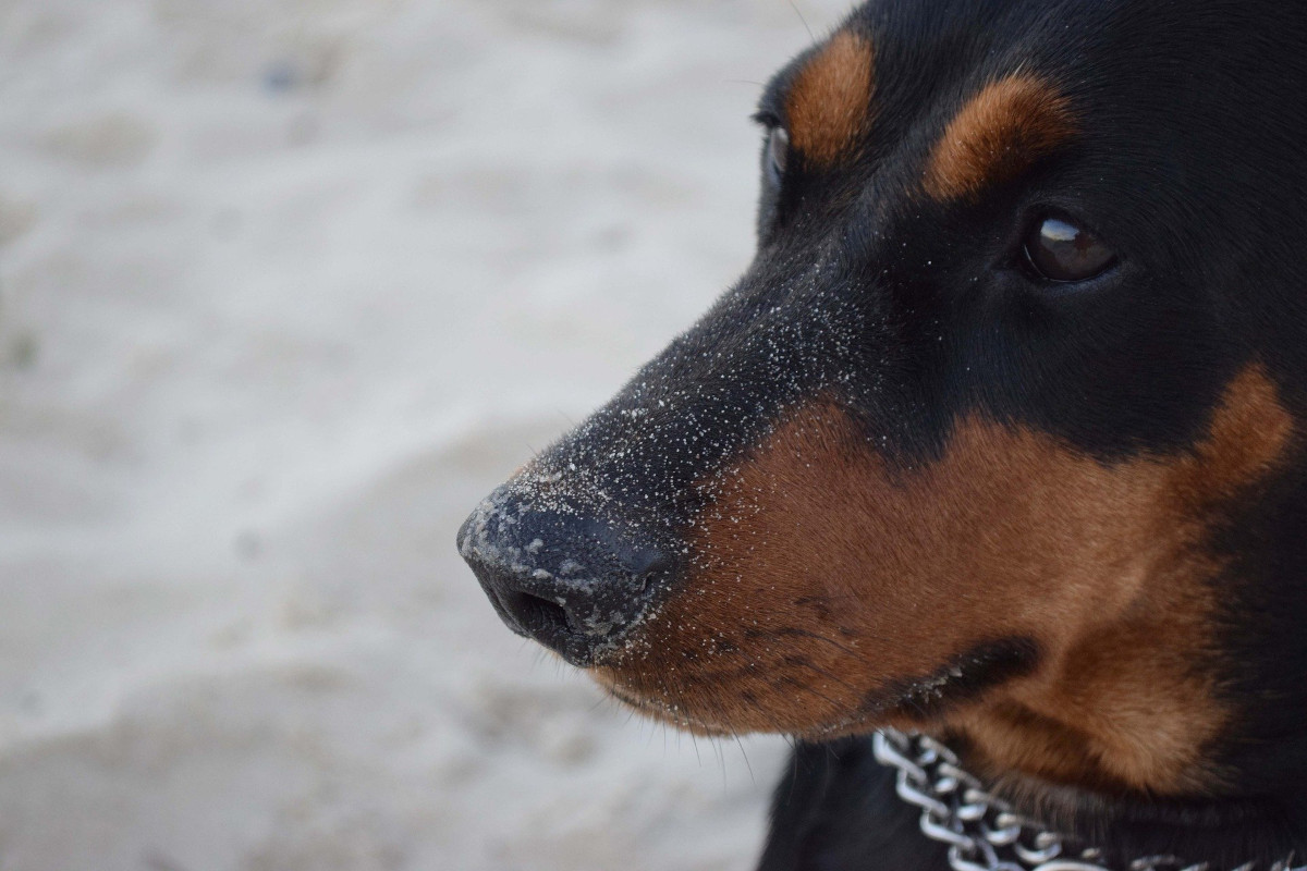 rasa Pinscher German