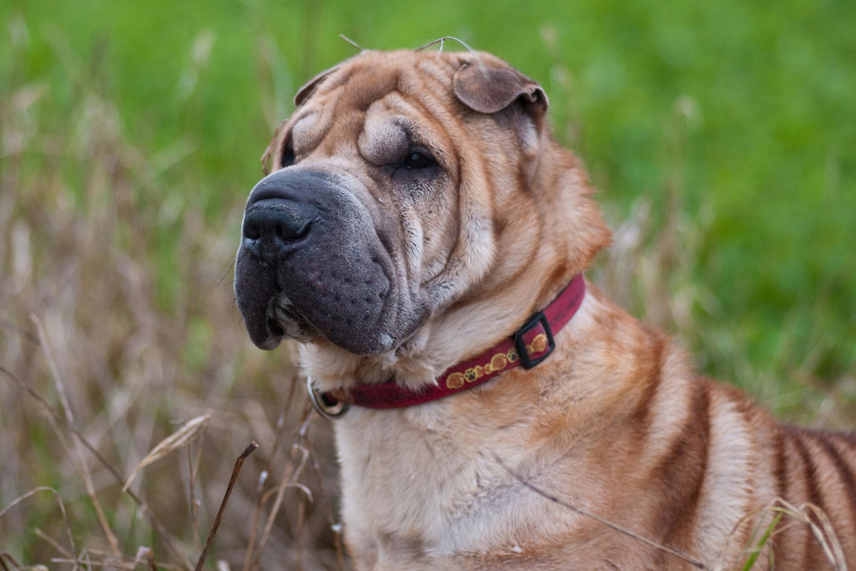 Rasa Shar-Pei