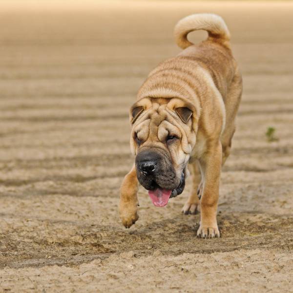 Rasa Shar-Pei