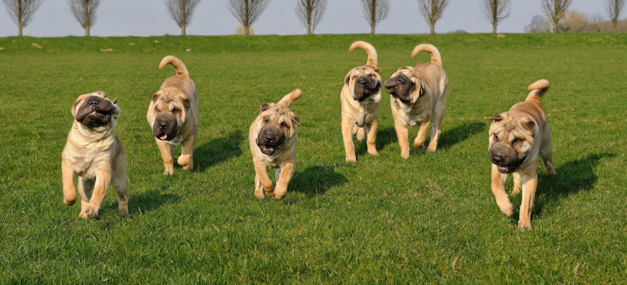 catei shar pei
