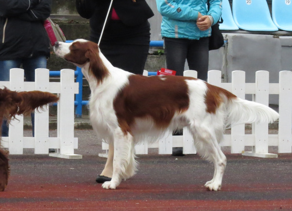 Setter Irlandez rosu cu alb