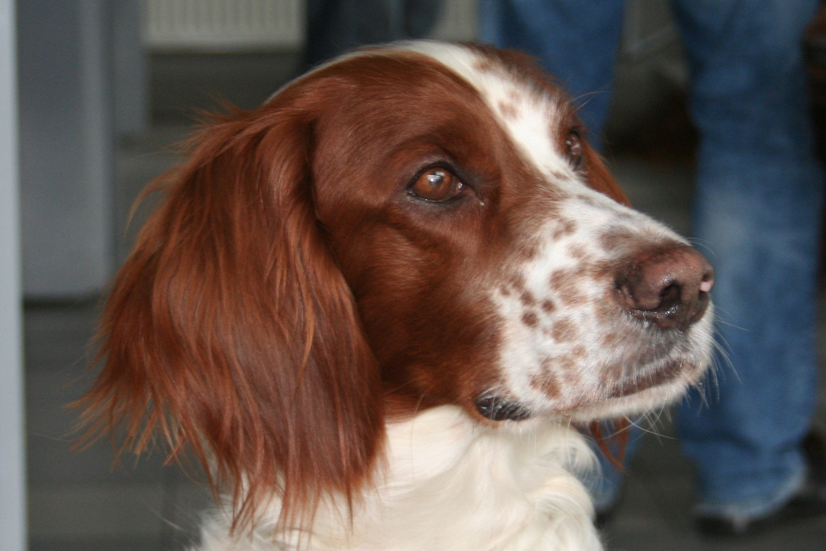 Setter Irlandez rosu cu alb