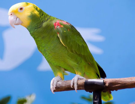 Papagalul Amazonian cu capul galben