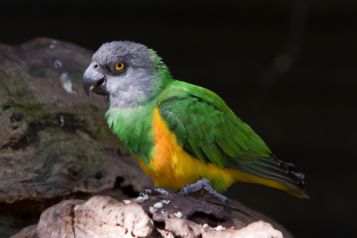 Papagalul de Senegal