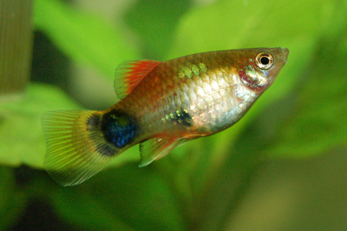 Platy Mickey Mouse