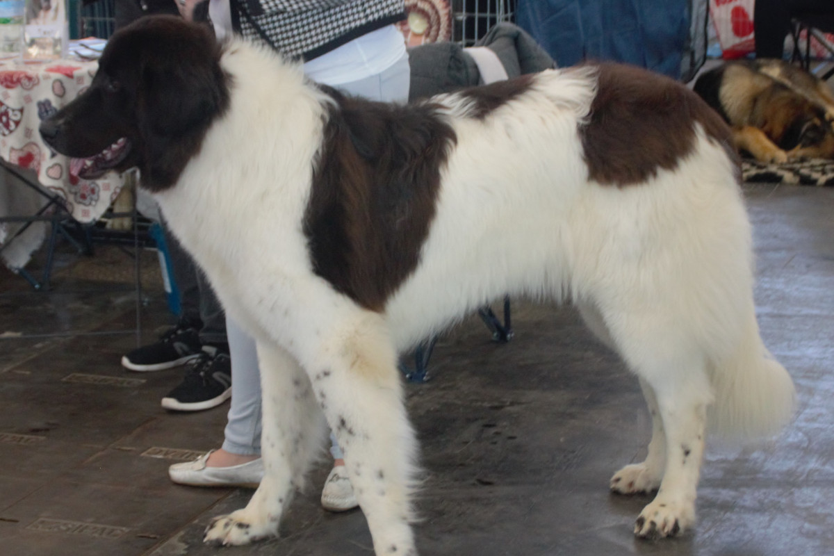 Ciobanesc romanesc de Bucovina