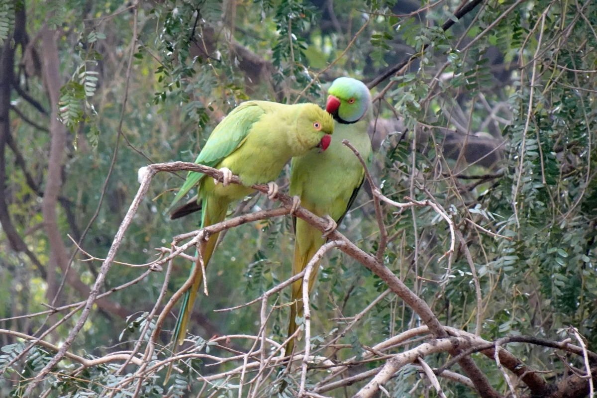 papagal psittacula