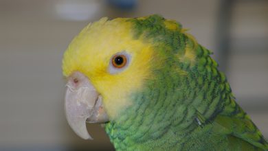 Papagalul Amazonian cu capul galben