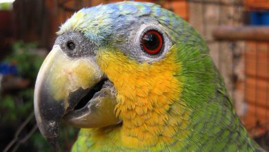 Papagalul amazonian cu aripi portocalii