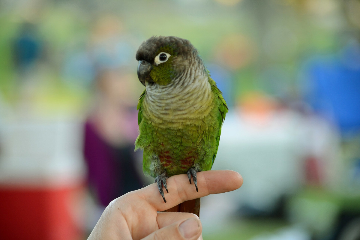 Papagalul (conurul) cu obraji verzi