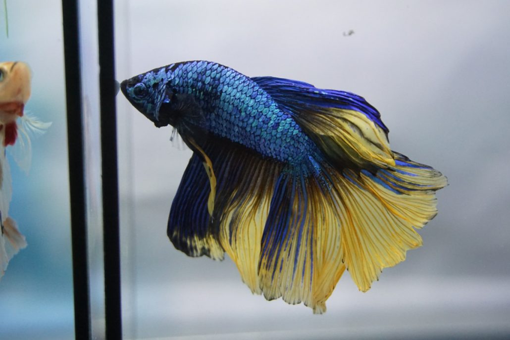 Pestele Betta (pestele luptator siamez) - caracteristicile speciei - E-vet