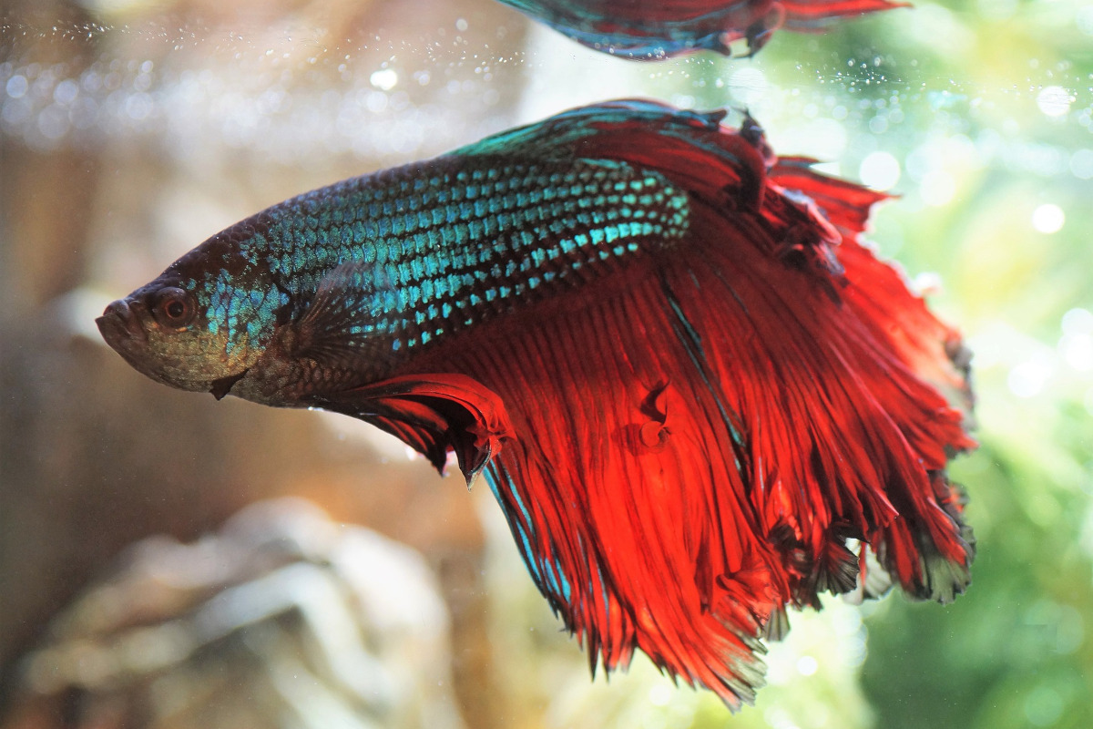 pestele betta