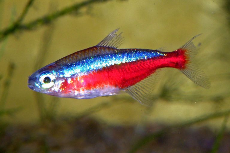 Pestele Cardinal tetra - caracteristicile speciei - E-vet