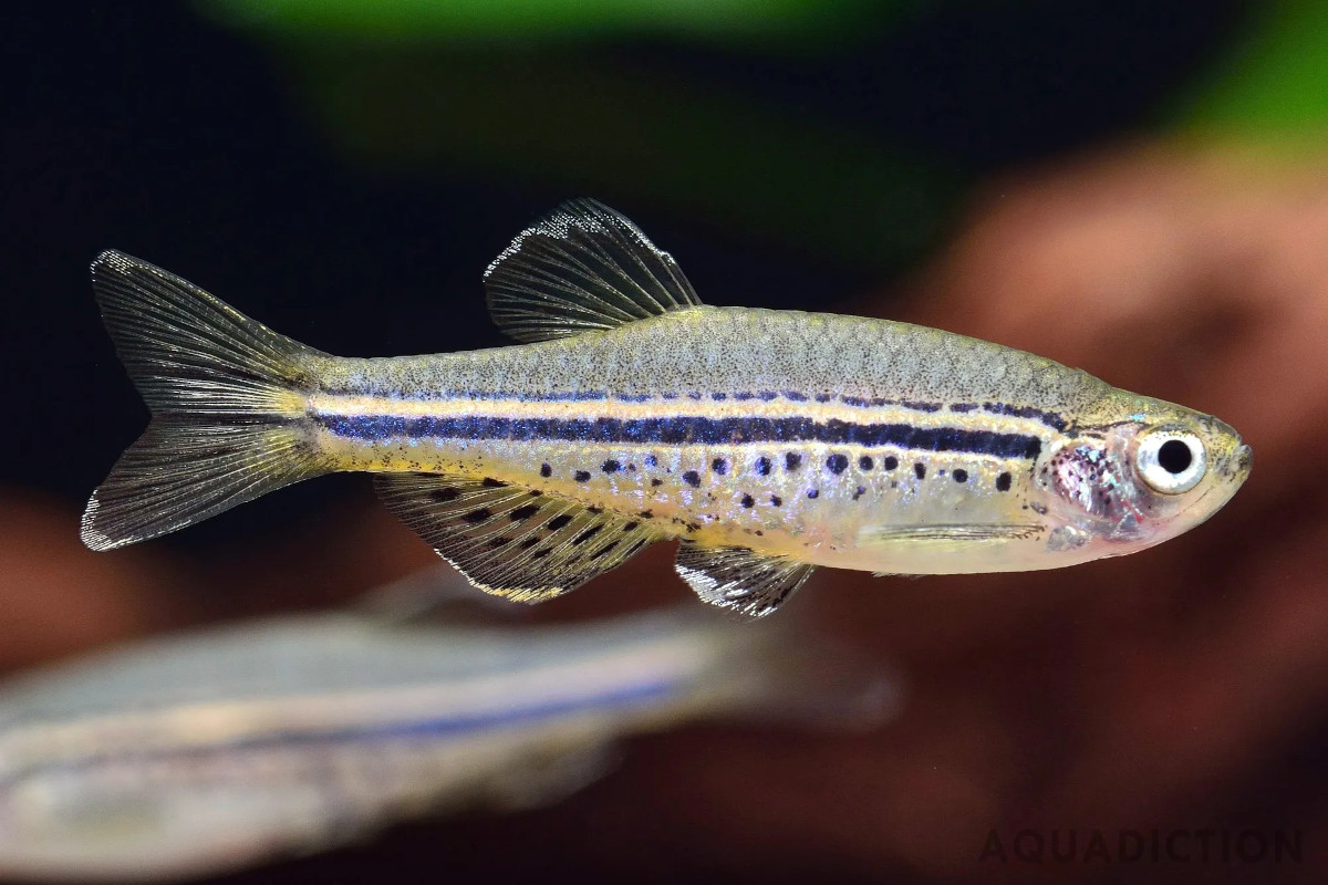 danio pitic