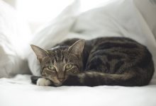 gripa felina