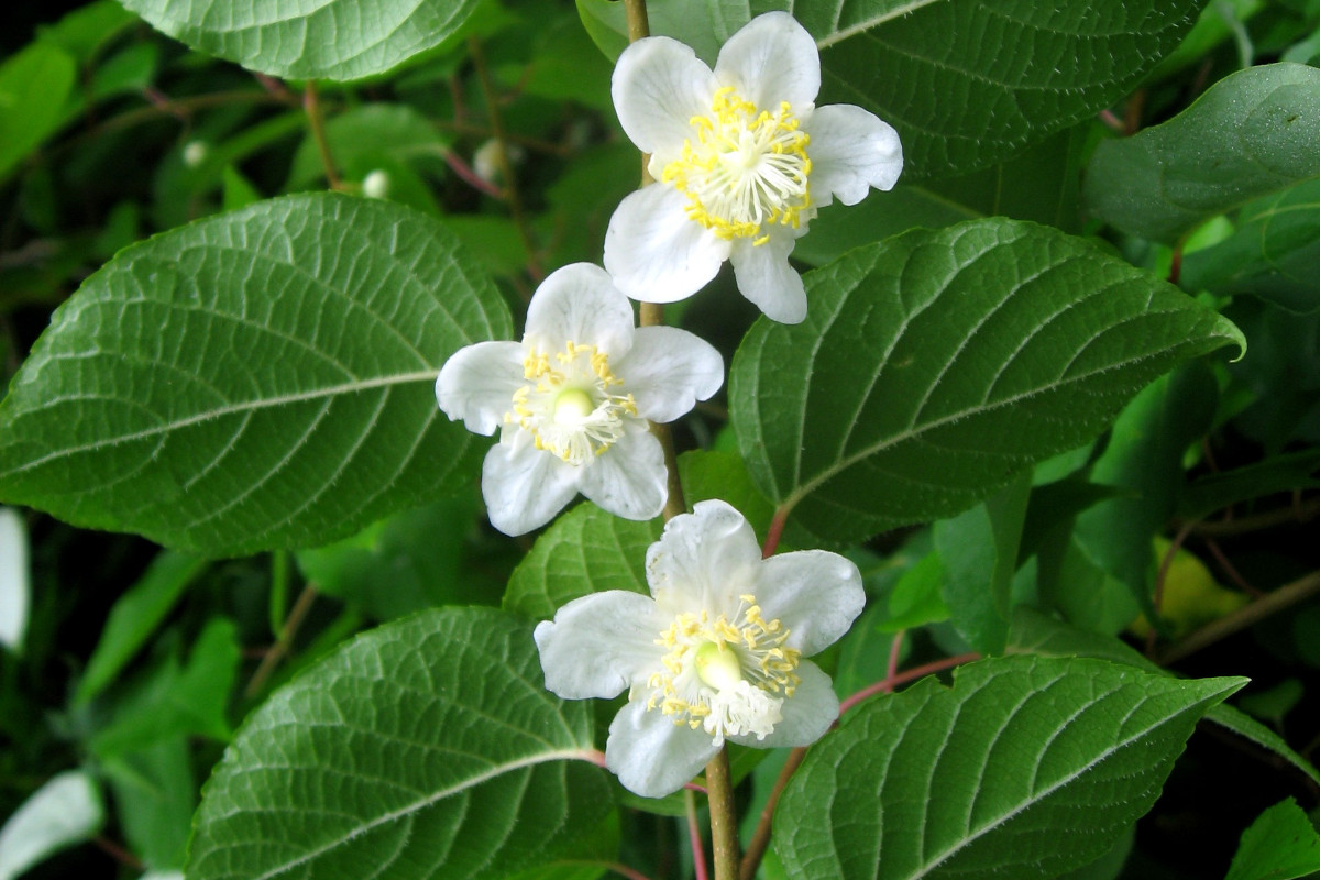 planta silver vine