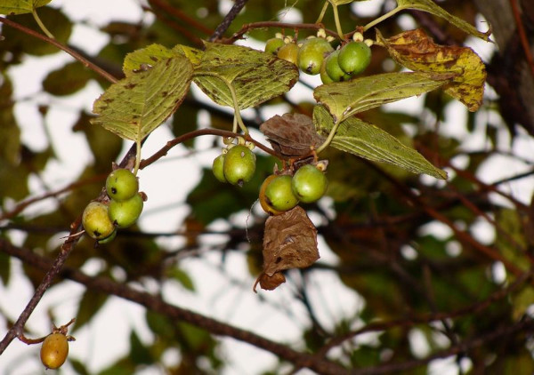 Actinidia polygama