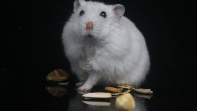 Salmonella la hamsteri