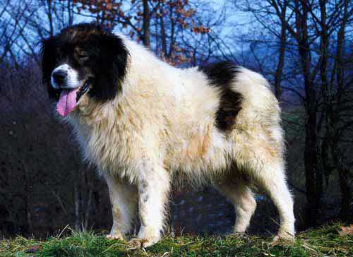rasa Tornjak