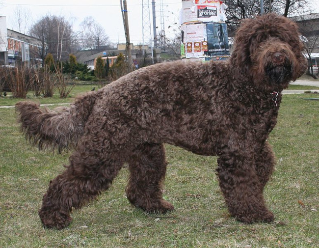 rasa Barbet