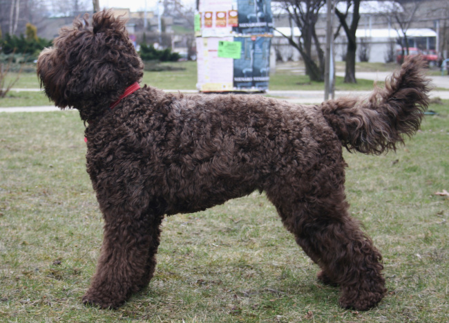 rasa Barbet