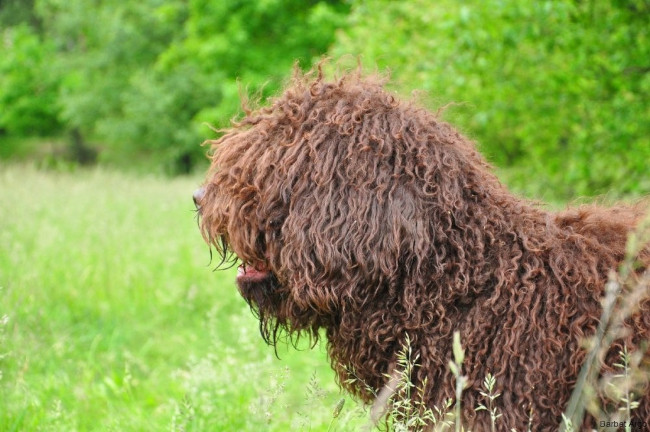 rasa Barbet
